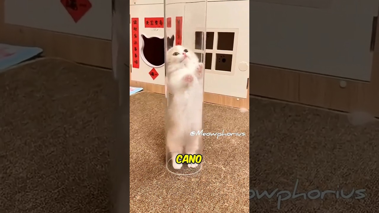 Canos são um Pesadelo Para os Gatos 🥲