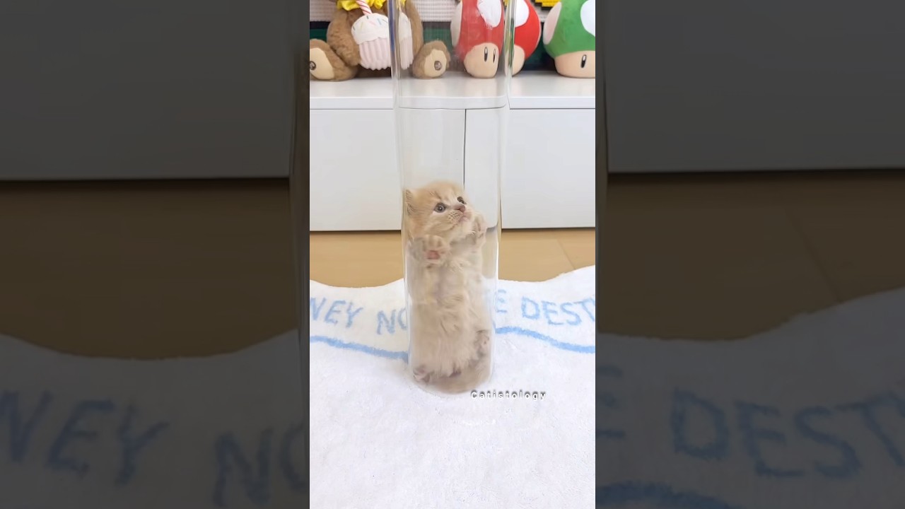 The cutest thing you'll see today. 🐾✨