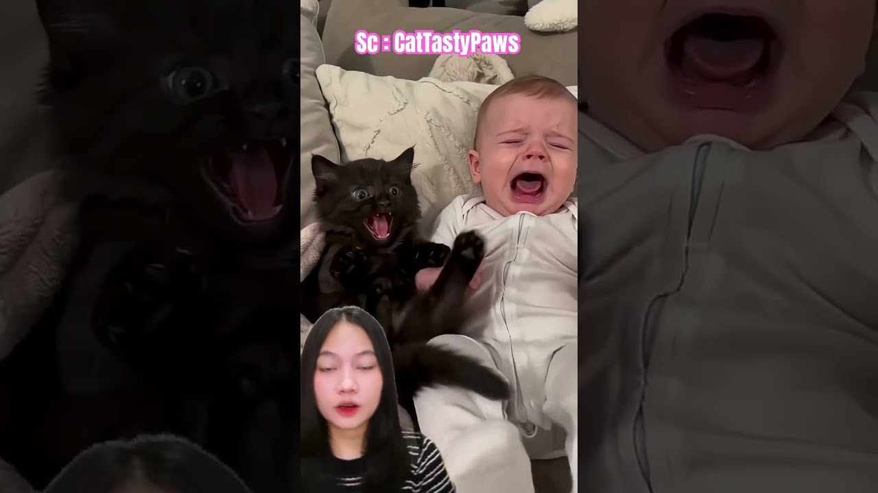 Hape mulu ay0 tidur⁉️ CatTastyPaws