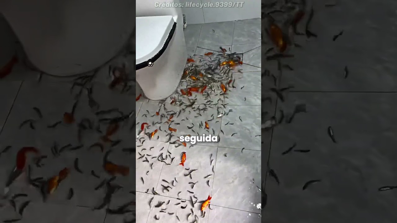 Ela descobriu como limpar o aquário! 😯 (@lifecycle.9399 via TT) #shorts