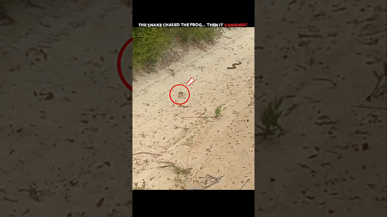 The Frog Outsmarted the Snake! 🐸 #trending #animals #wildlife #youtubeshorts #snake #frog