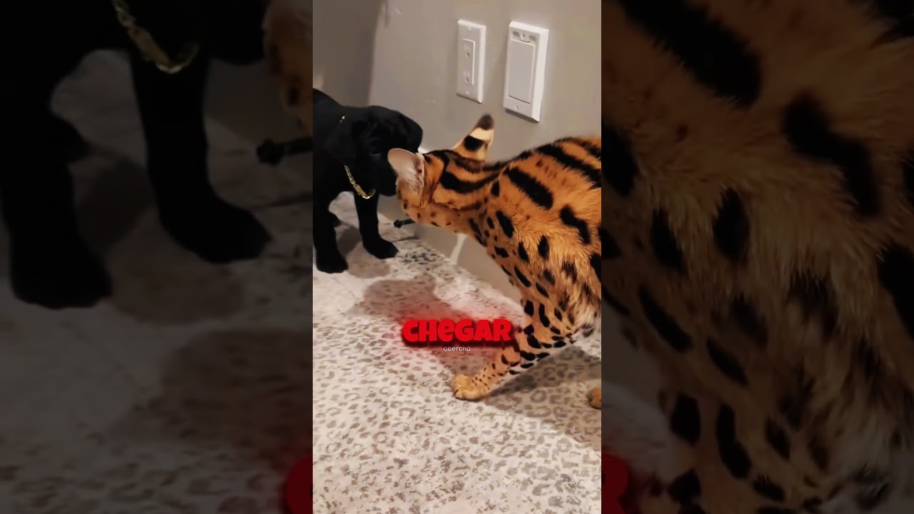 os GATOS gostaram do cane corso?!#gatos #cachorro#viral