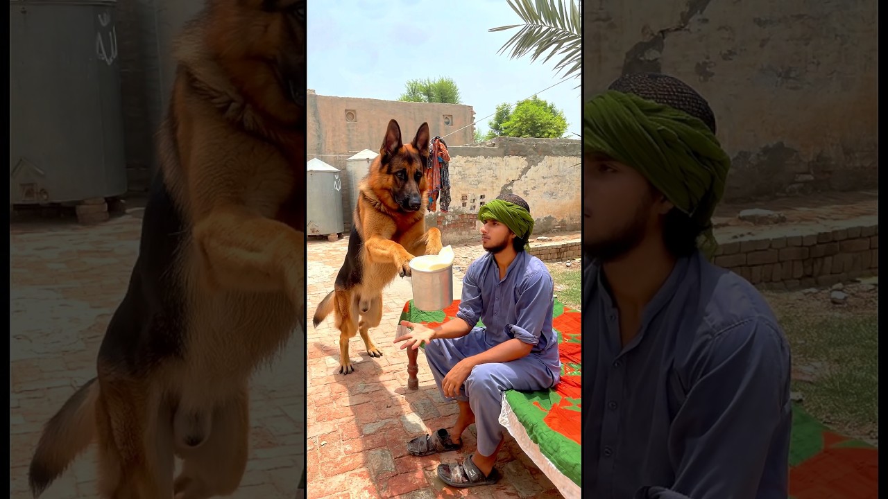 Allah Sent Thi Dog To Save Him #trendingshorts #ytshorts #emostional #newreel #foryou