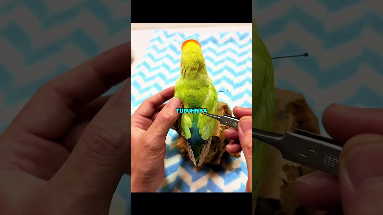 kalian punya burung beo dirumah?