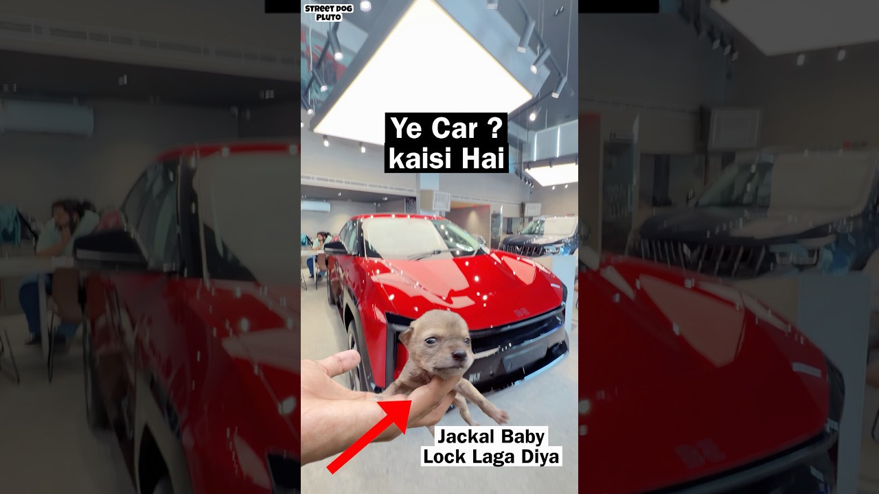 Jackal Baby Lock Lag Gaya 😨 | Konsi Car Le ?