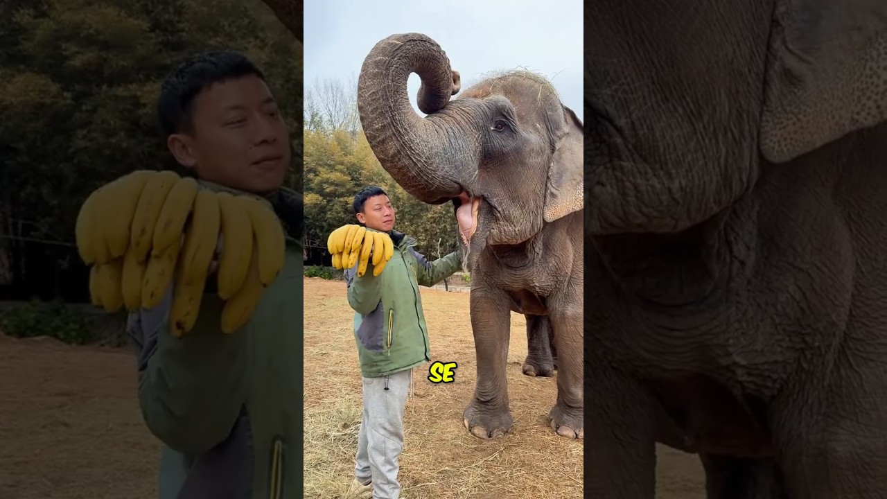 Maneira genial de um Elefante Quebrar um Coco 🥥😱