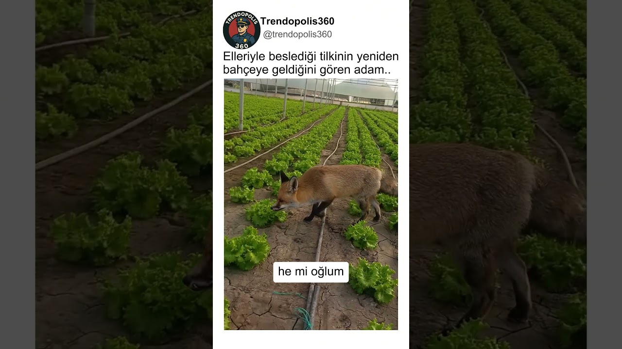 Elleriyle Beslediği Tilkinin Tekrar Bahçeye Ziyarete Geldiğini Gören Adam..🤔