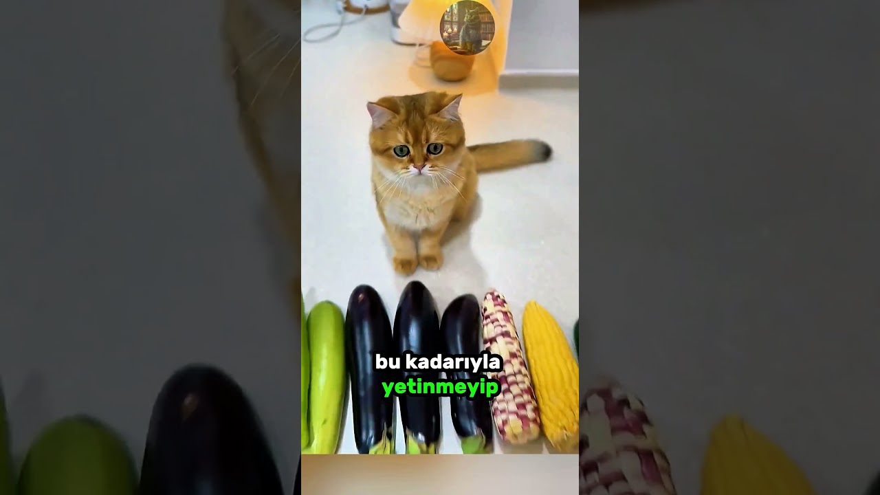 Sevimli KEDİLERİN Tatlı ve Minik Ayakkabıları! 🥭 👠 🐈
