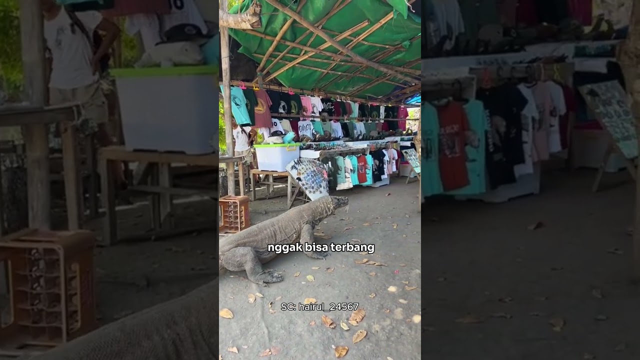 Komodo Langka yang paling VIRAL!!