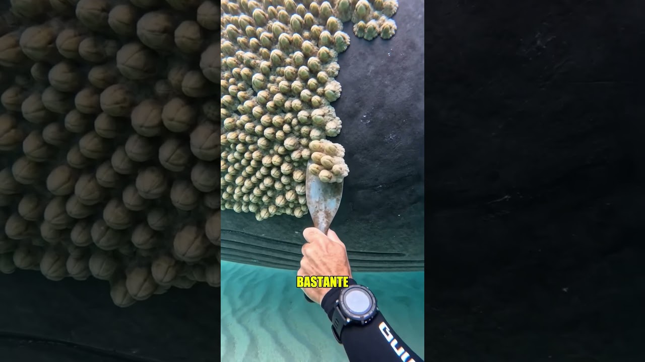 Por esto no eliminan los percebes de una ballena 🤯
