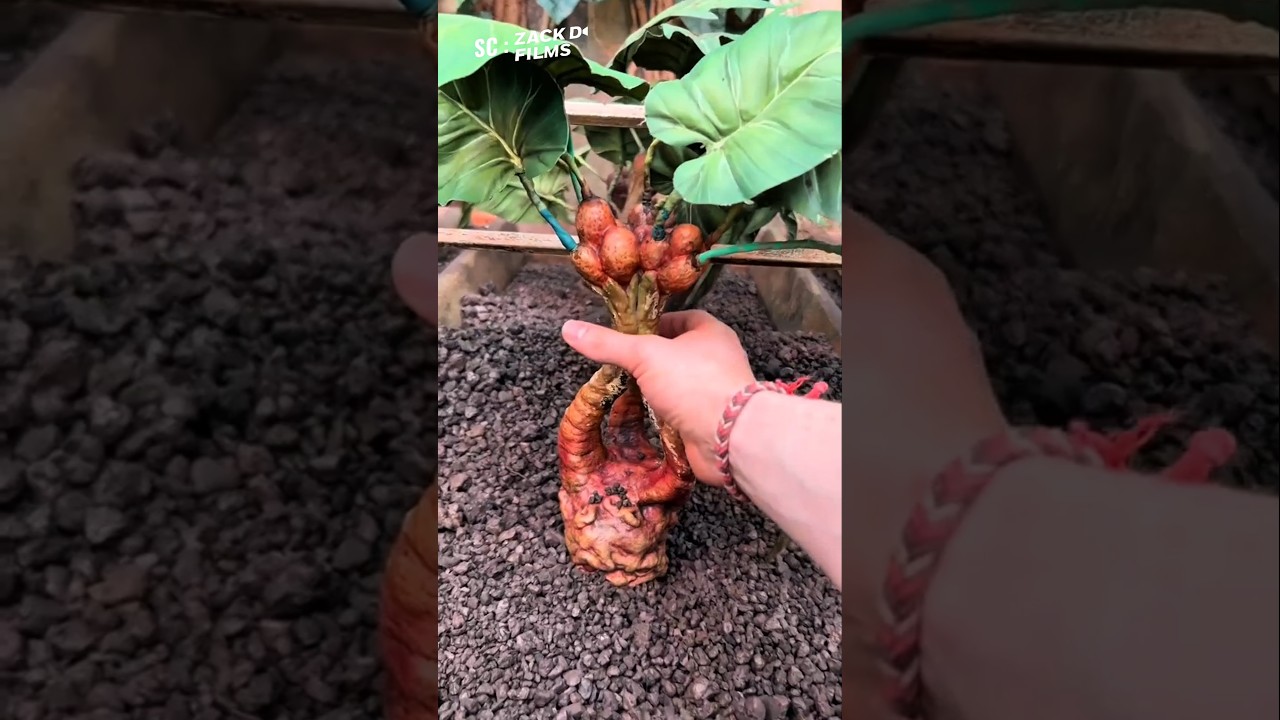 Kenapa Anjing Dipakai untuk Mencabut Mandragora?