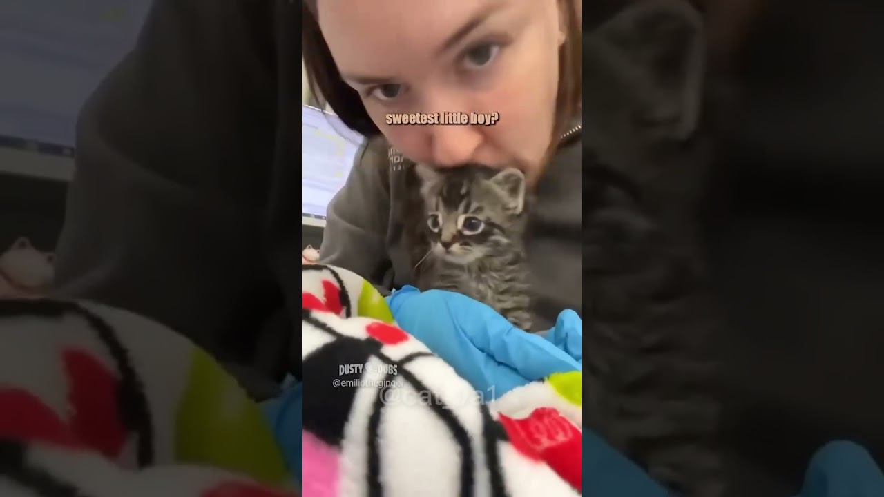 سيارتك حلوه 🤣🤣 #cat #كوميديات #اكسبلور #هتضحك #قطط #تحشيش