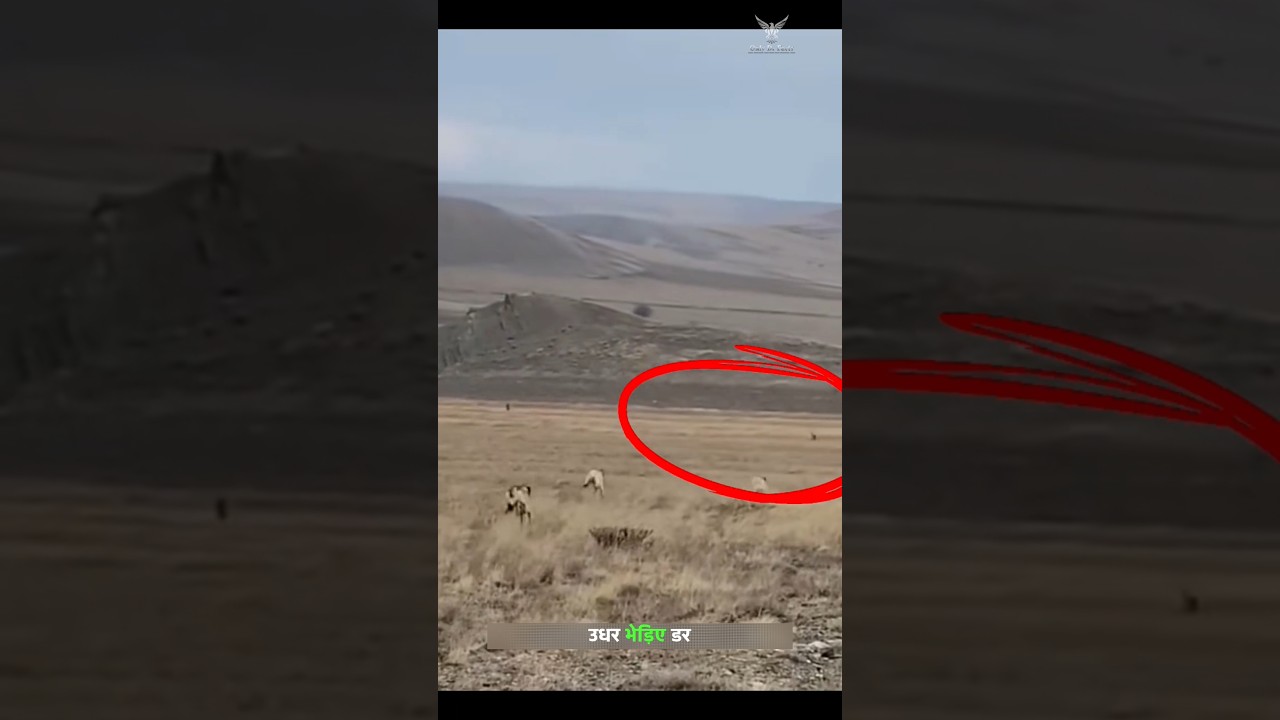 चरवाहें के कांगल कुत्तों ने जंगली भेड़ियों को सबक सिखाया। | Kangal Dogs Vs Wild Wolves | #shorts