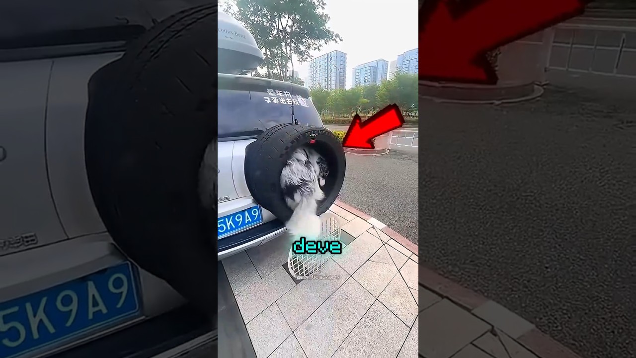 A solução genial para o cachorro que odiava andar de carro! 🐶🚗