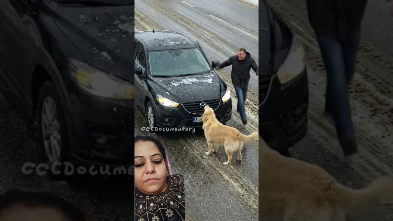 #kindhearted #dog #love #care for the #oldman 🥰☺️🥹❤️👍#kindness #videoshort