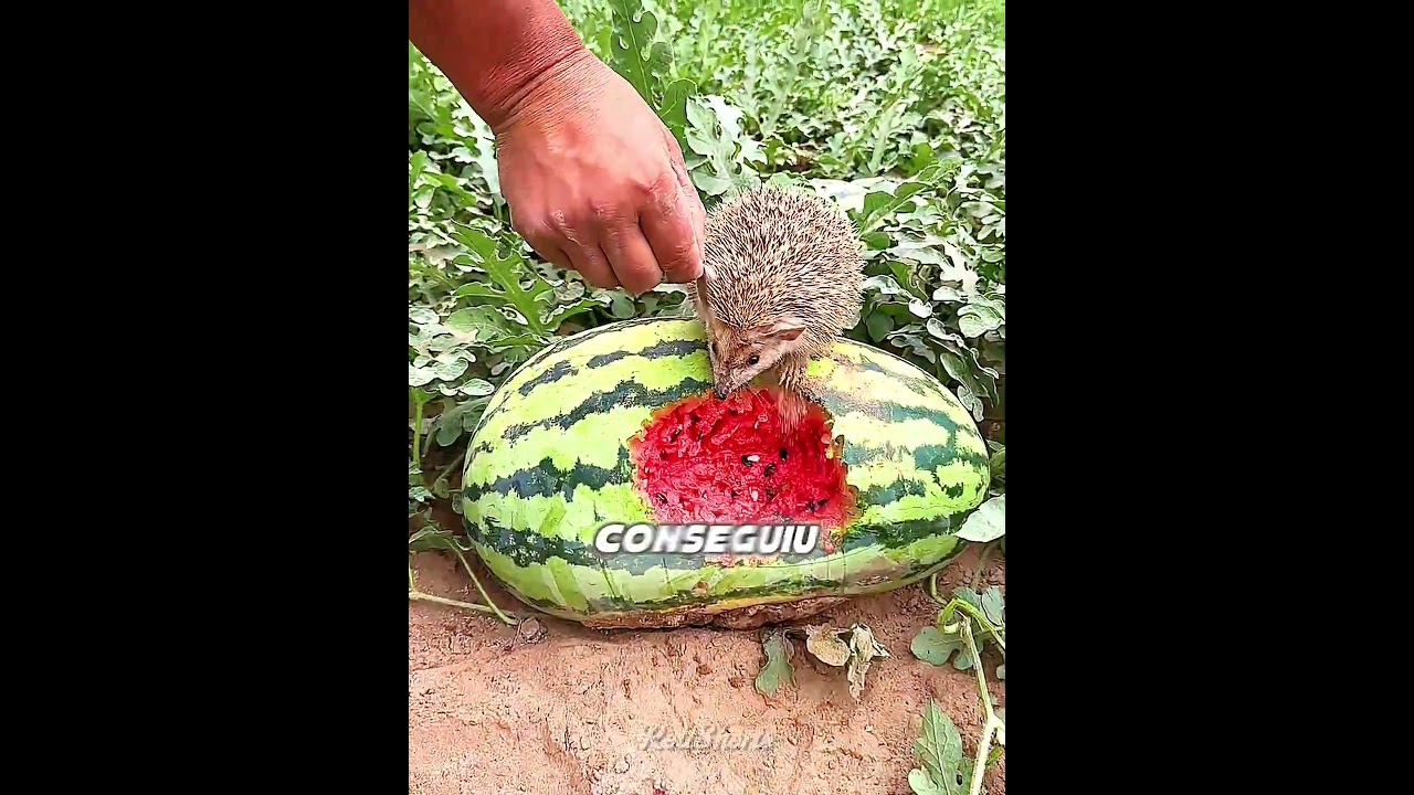 um OURIÇO AGRADECIDO! 🦔🍉