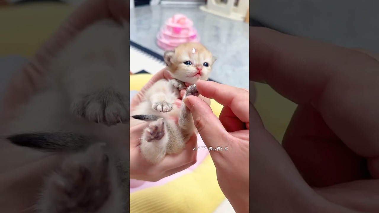 A tiny paw print the cutest culprit 🐱💦