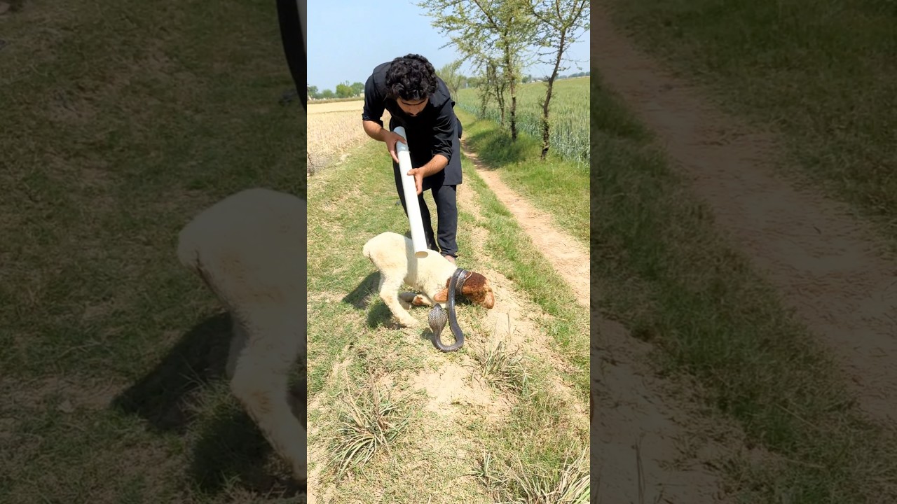 baby sheep ko saamp see bache Lia