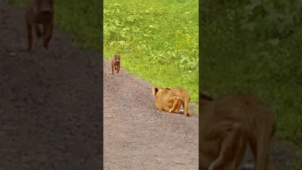 Baby Warthog Does the World's Best Side Step Past Lions