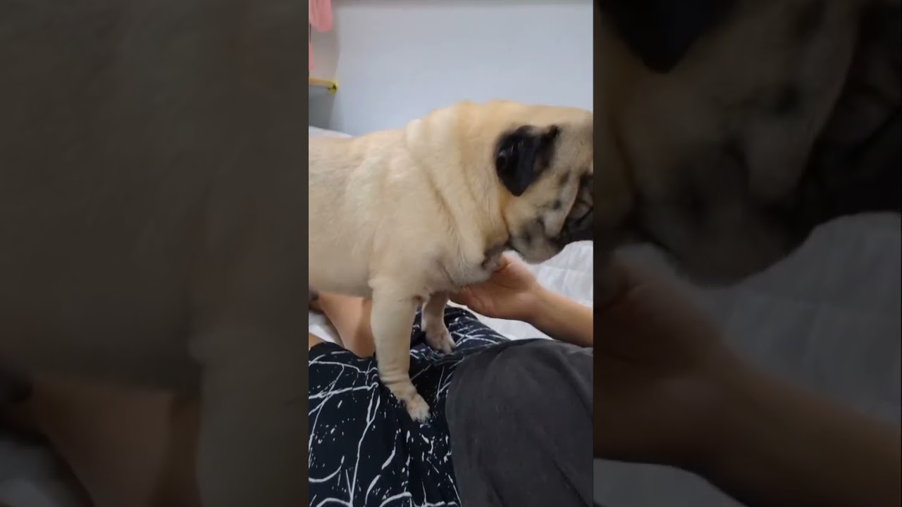 มาอ้อนให้เกาพุงอีกแล้วครับ #pug #dog #reelsfb #virel #หมาปั๊ก