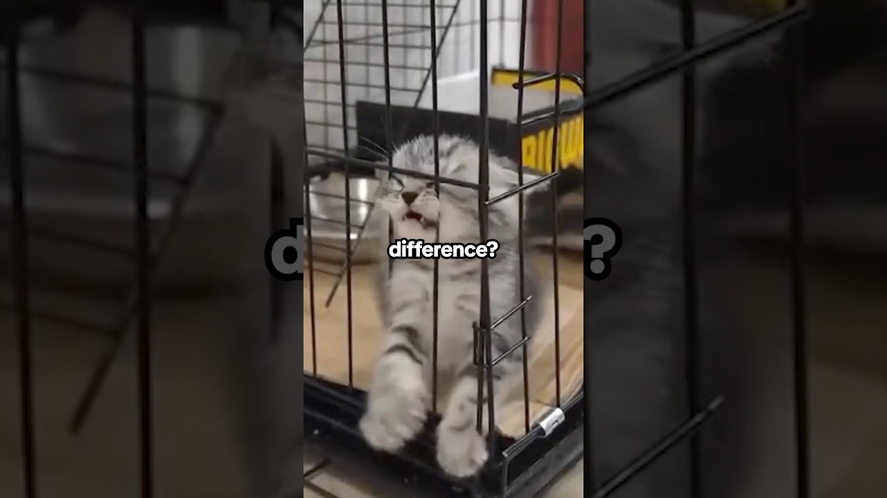 Cheapest vs Most Expensive Zoo in Japan! 😳