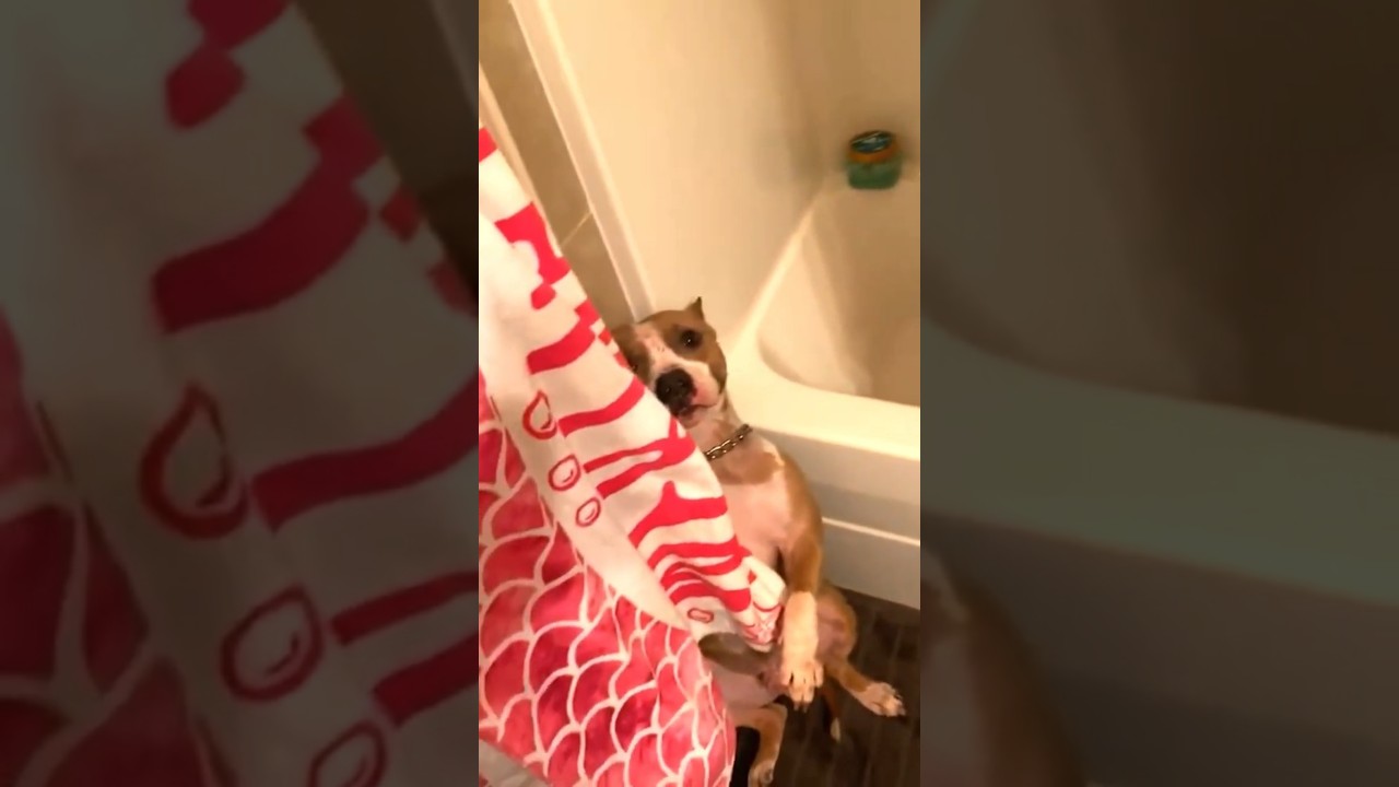 NUNCA brinque de ESCONDE-ESCONDE com seu CACHORRO! 🐶
