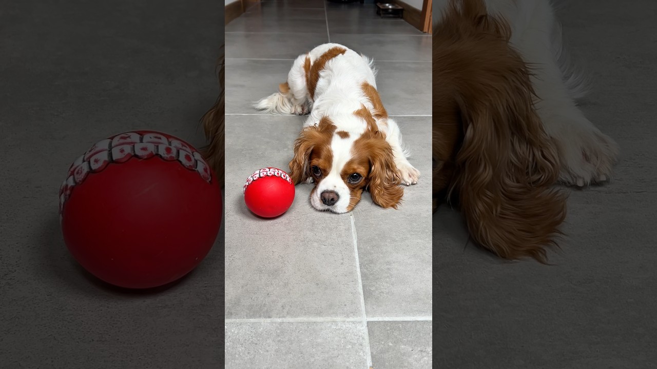 Evdeki köpeğin dramı 🥺🐶