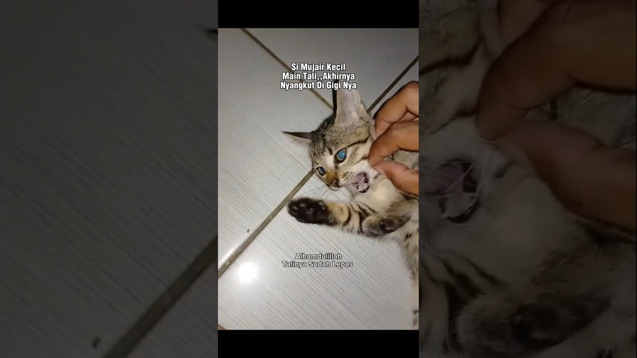 Menolong Si Mujair Giginya Nyangkut Tali #shorts #cat #kucing #animals #pets #kitten #rescue