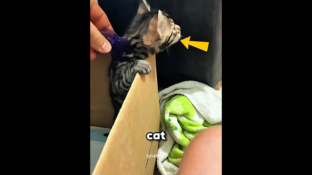 Why Do Cats Freeze When Clipped?! 😳
