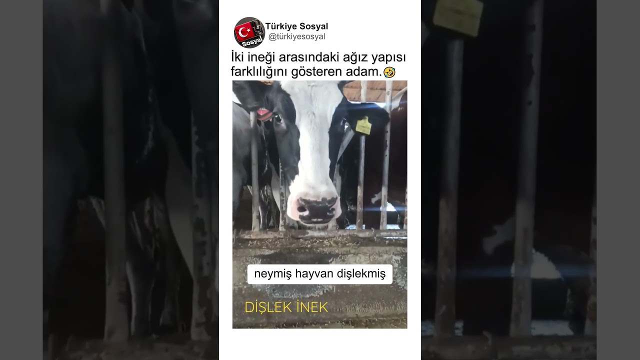 İki İneği Arasındaki Farkı Gösteren Adam🤣🤔