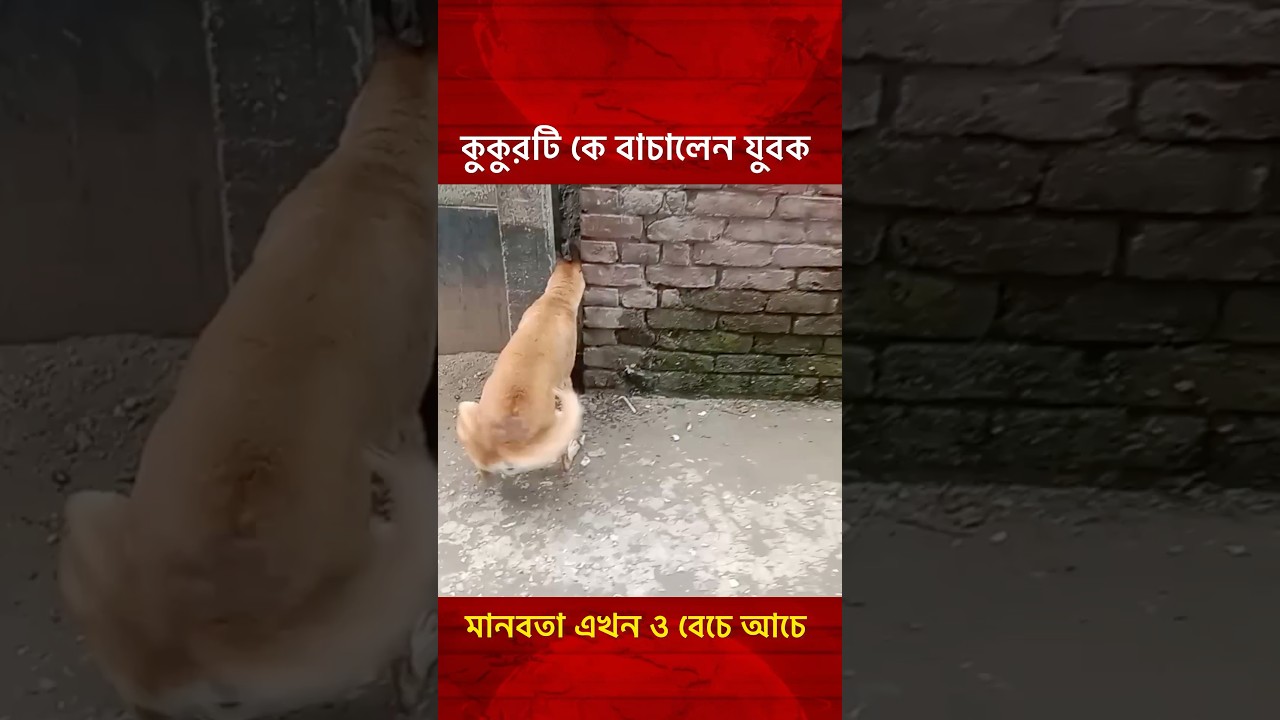 কুকুরটিকে বাঁচিয়ে প্রশংসায় ভাবছেন যুবক