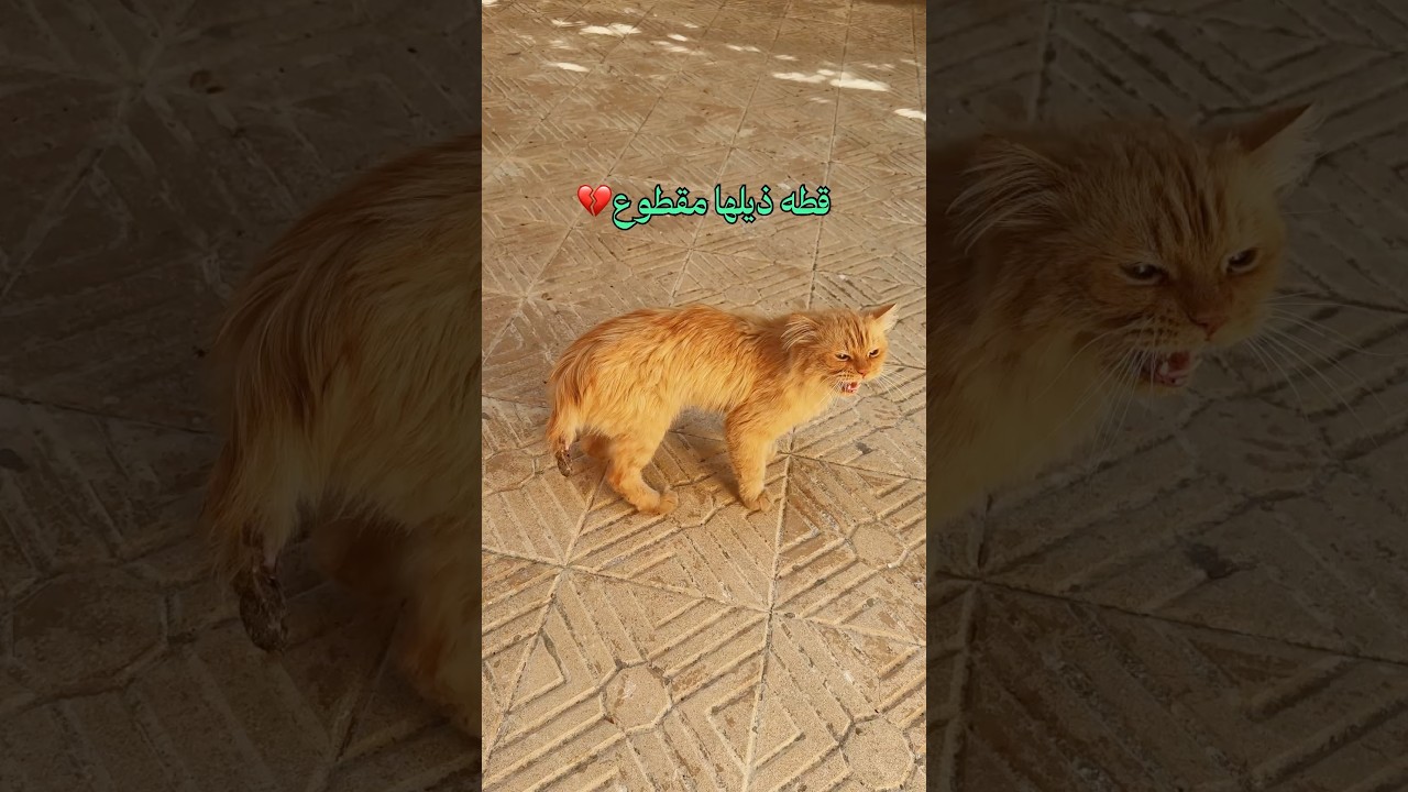 قطه ذيلها مقطوع
