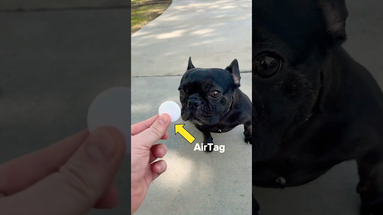 AirTag vs Dog - Published by Xavier Williams