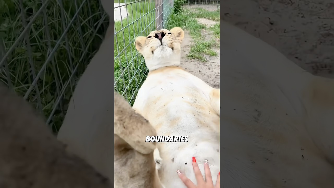 The other side of the lion #animals #animallife #cute #shorts #viral