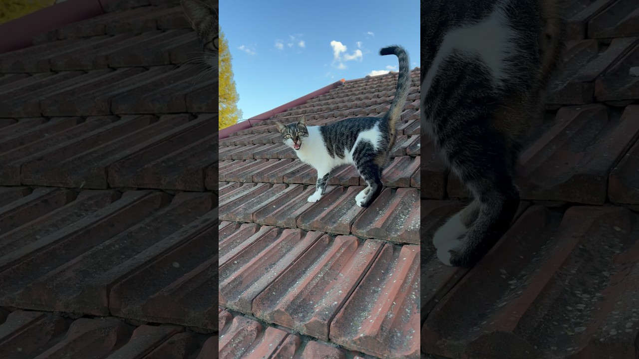 Damdaki Kobra Kedi 9