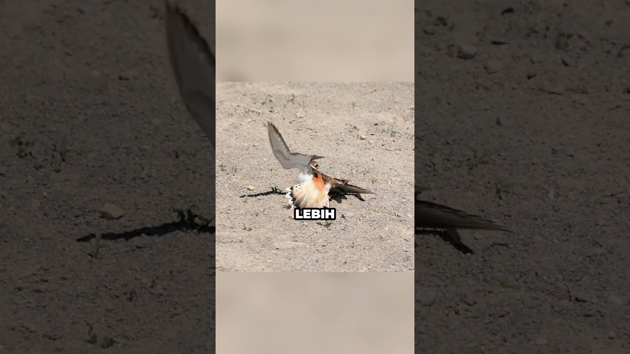 Burung cerdas😲