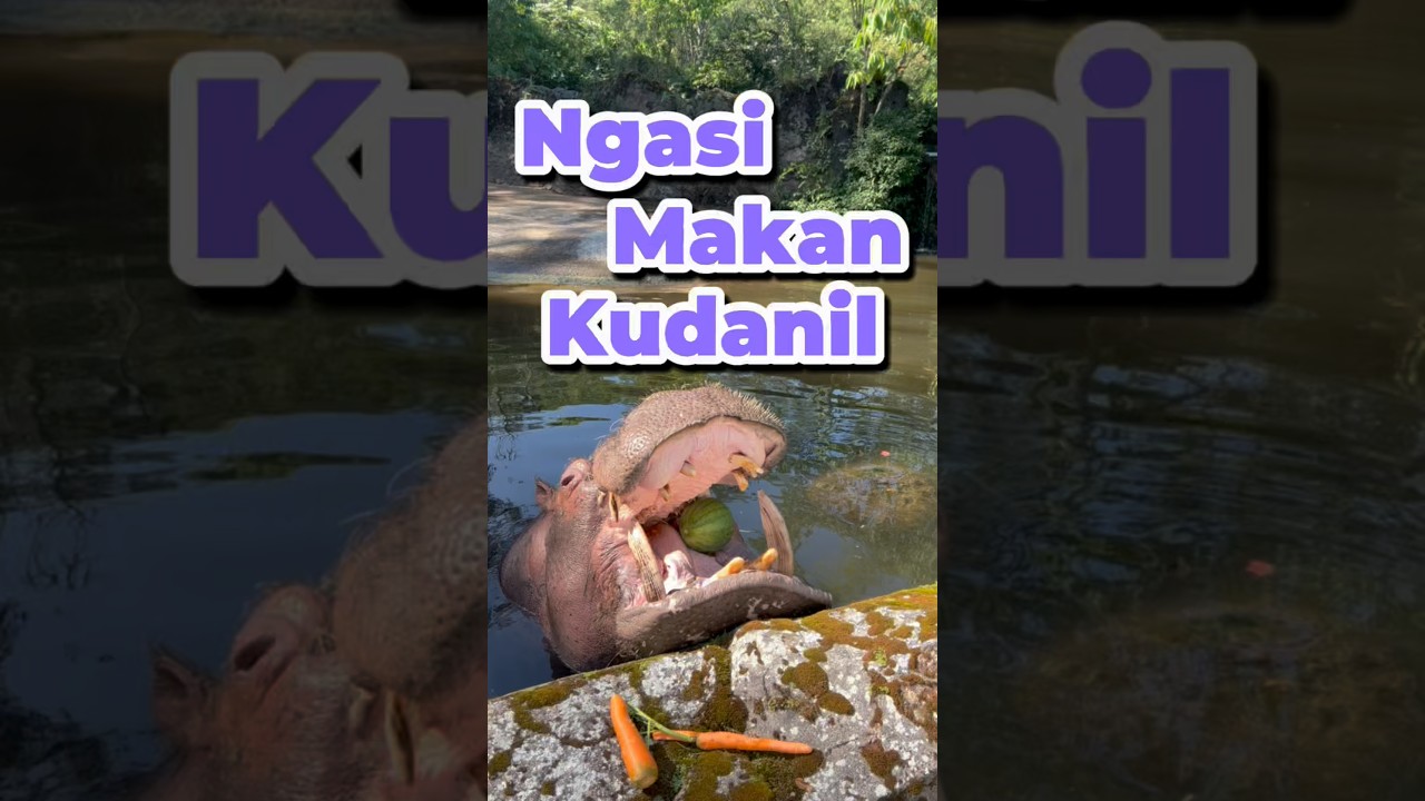 Ngasi makan kudanil #minivlog #anakdesa #comedy