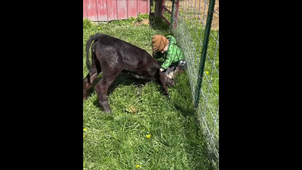 Little Boy And Calf Are Best Friends… It’s Too Sweet