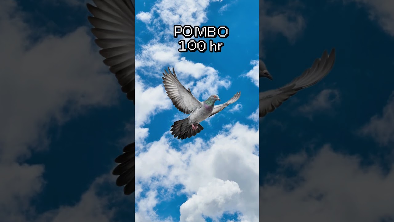 QUEM VOA POR MAIS TEMPO?