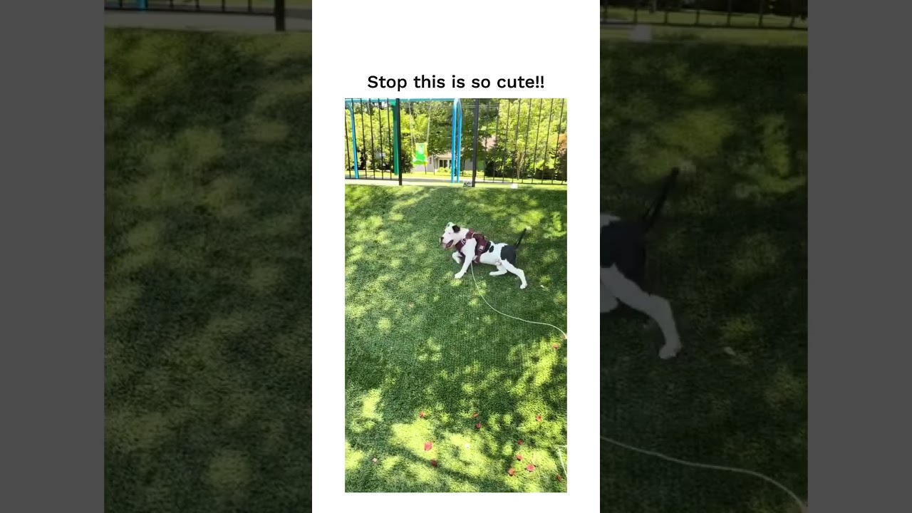 That's a silly gooseasaurus. 🥰 via:-jesskoselke/Tiktok