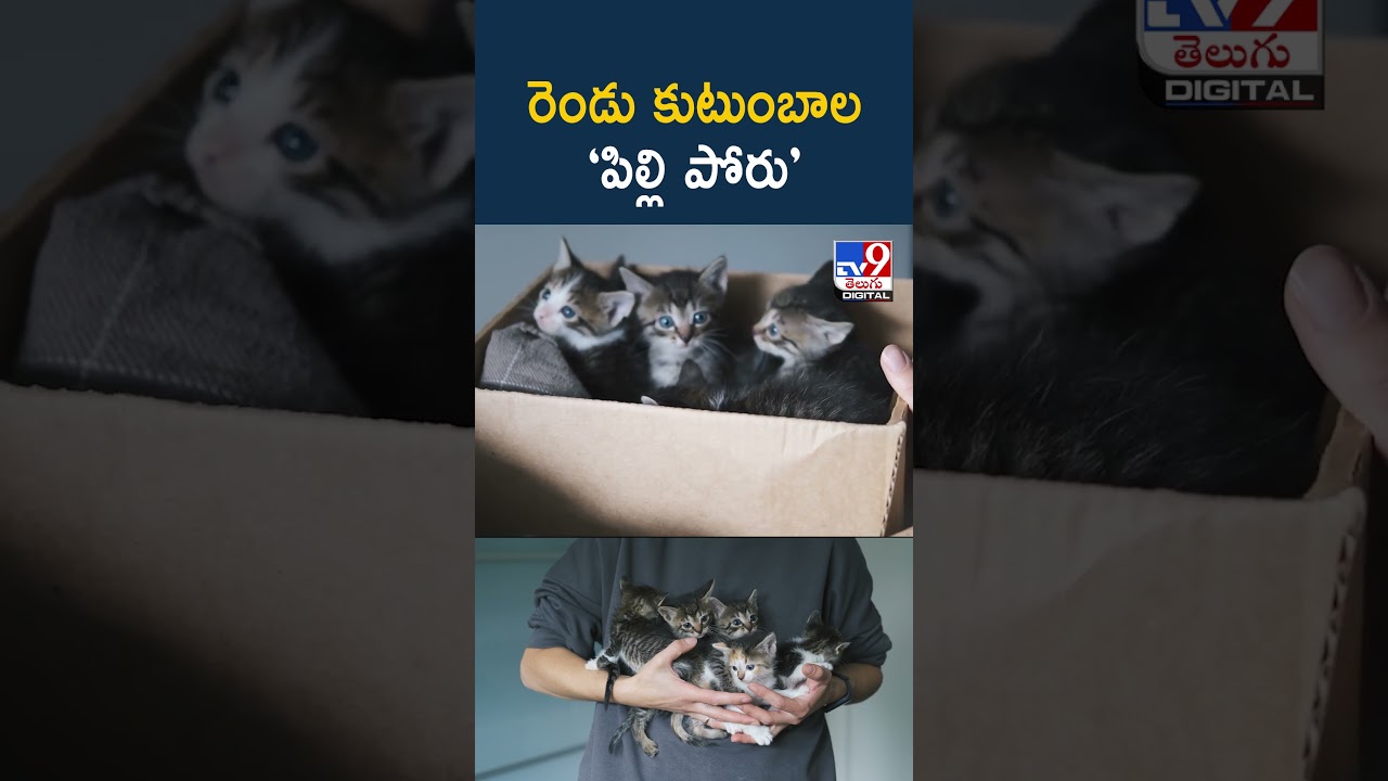 రెండు కుటుంబాల ‘పిల్లి పోరు’ - TV9