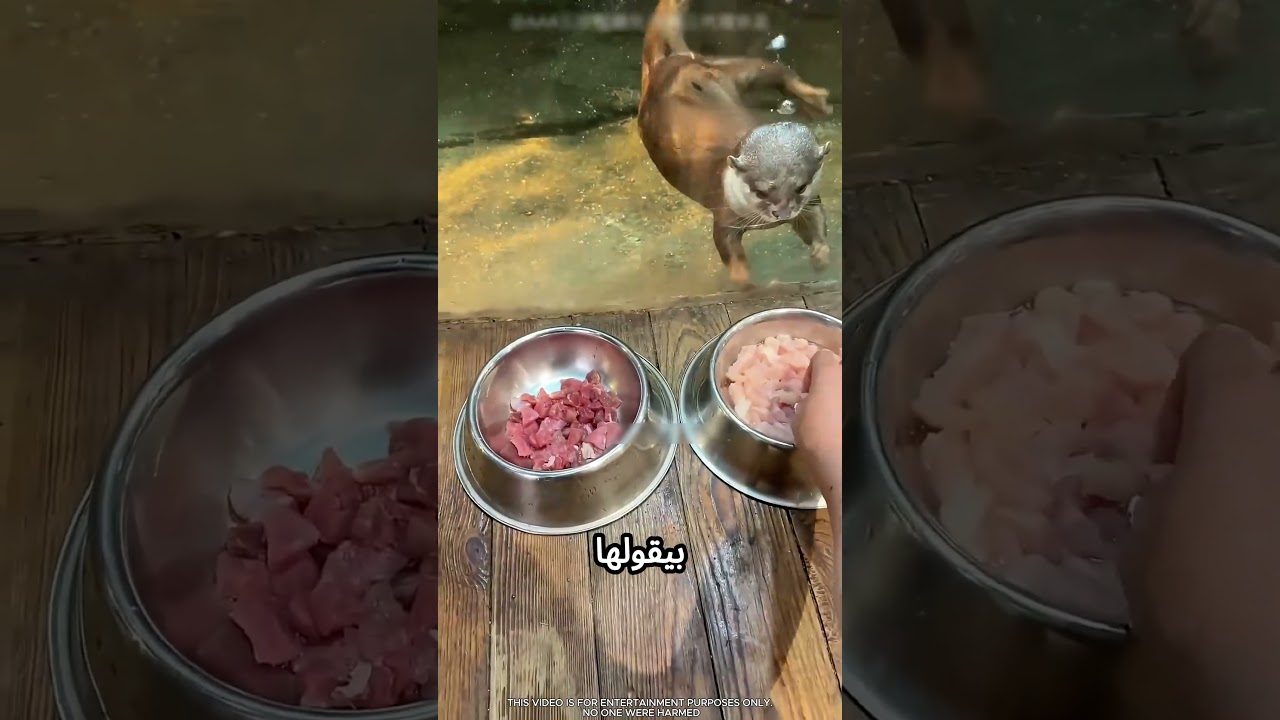 بتهزر مع فرس النهر بطريقة مميزة ! #viral