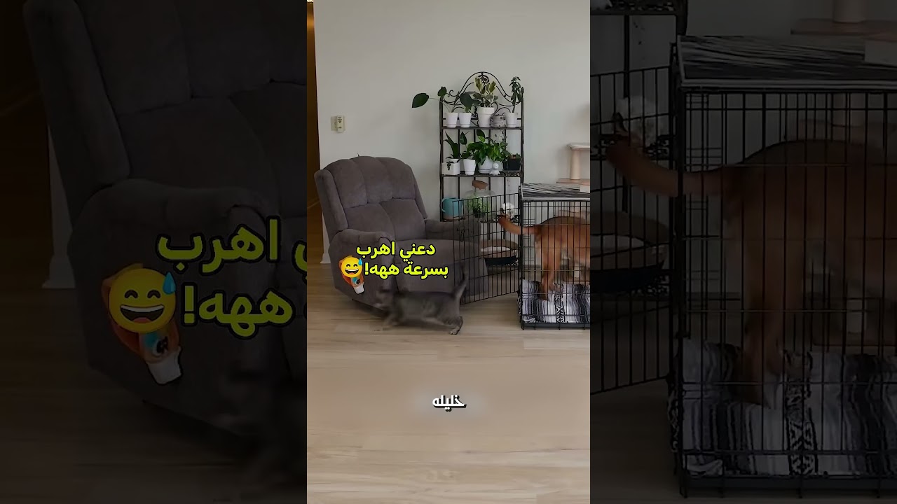 تعليمه لحيواناته عمل كارثة😮