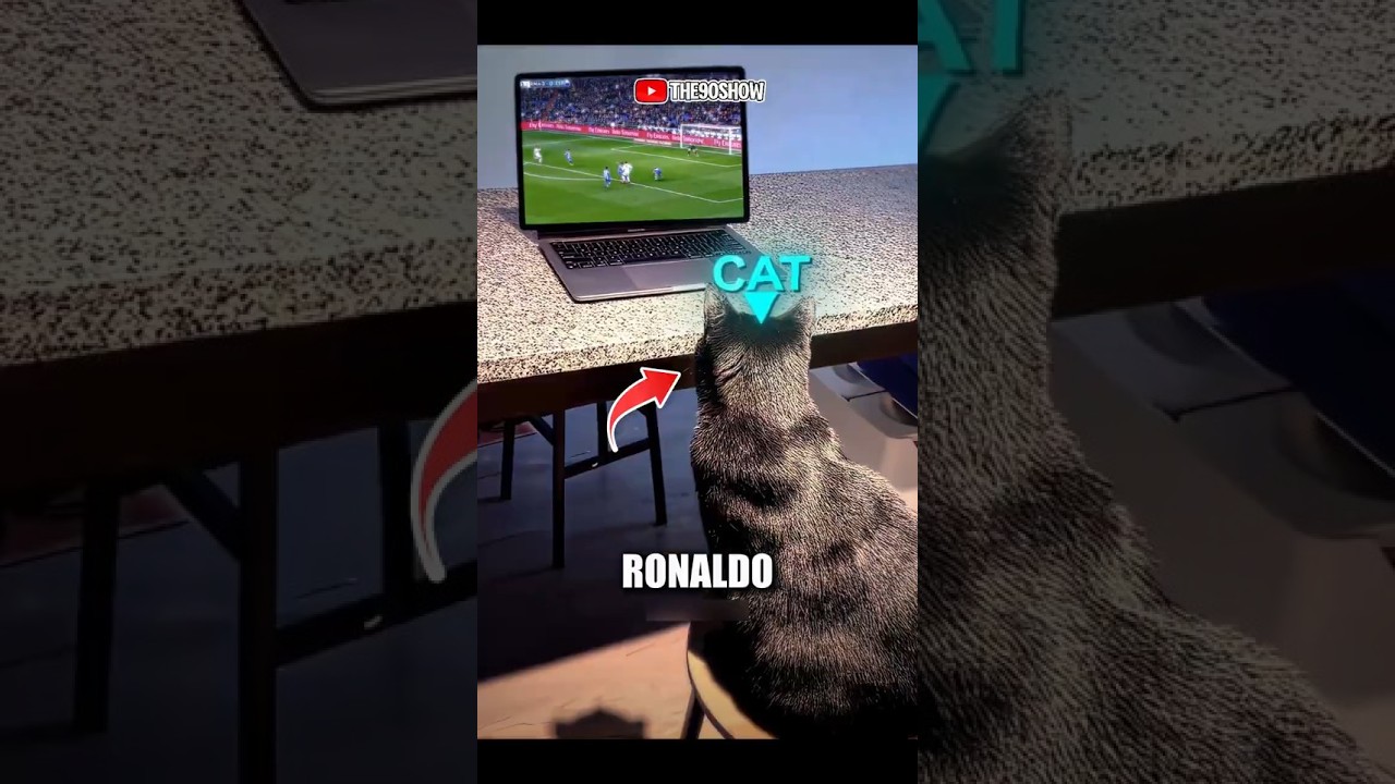 Kucing ini berlatih bermain sepak bola karena Ronaldo 😂‼️