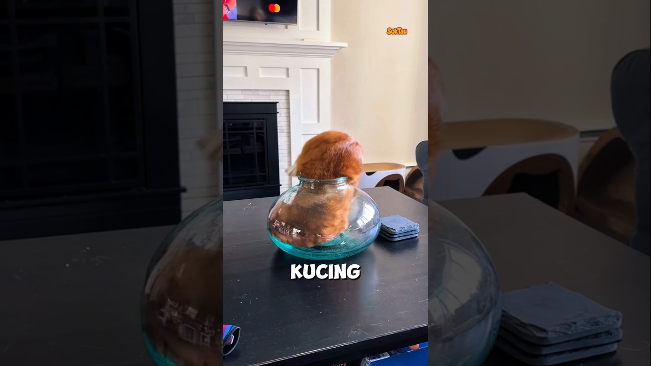 Kenapa kucing bisa masuk ke celah sempit