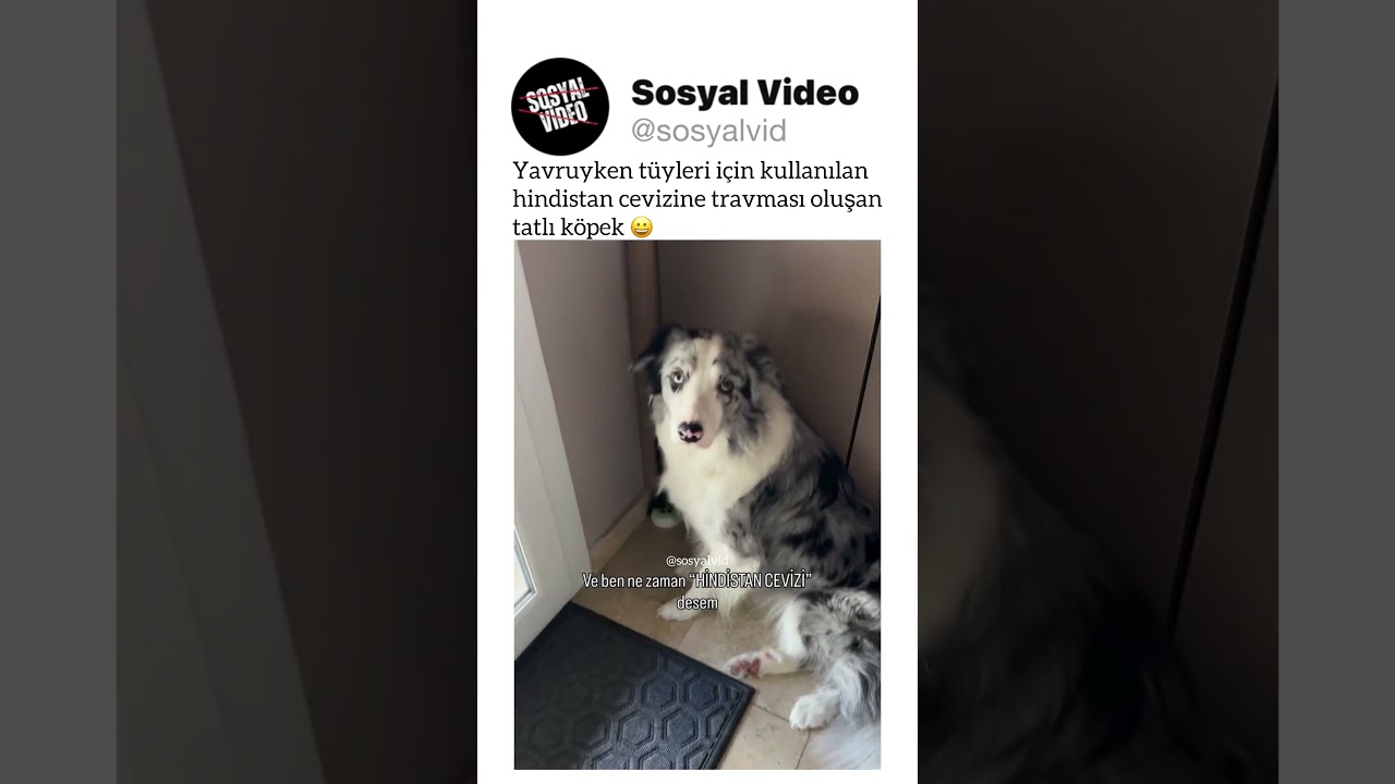 Yavruyken tüyleri için kullanılan hindistan cevizine travması oluşan tatlı köpek 😀