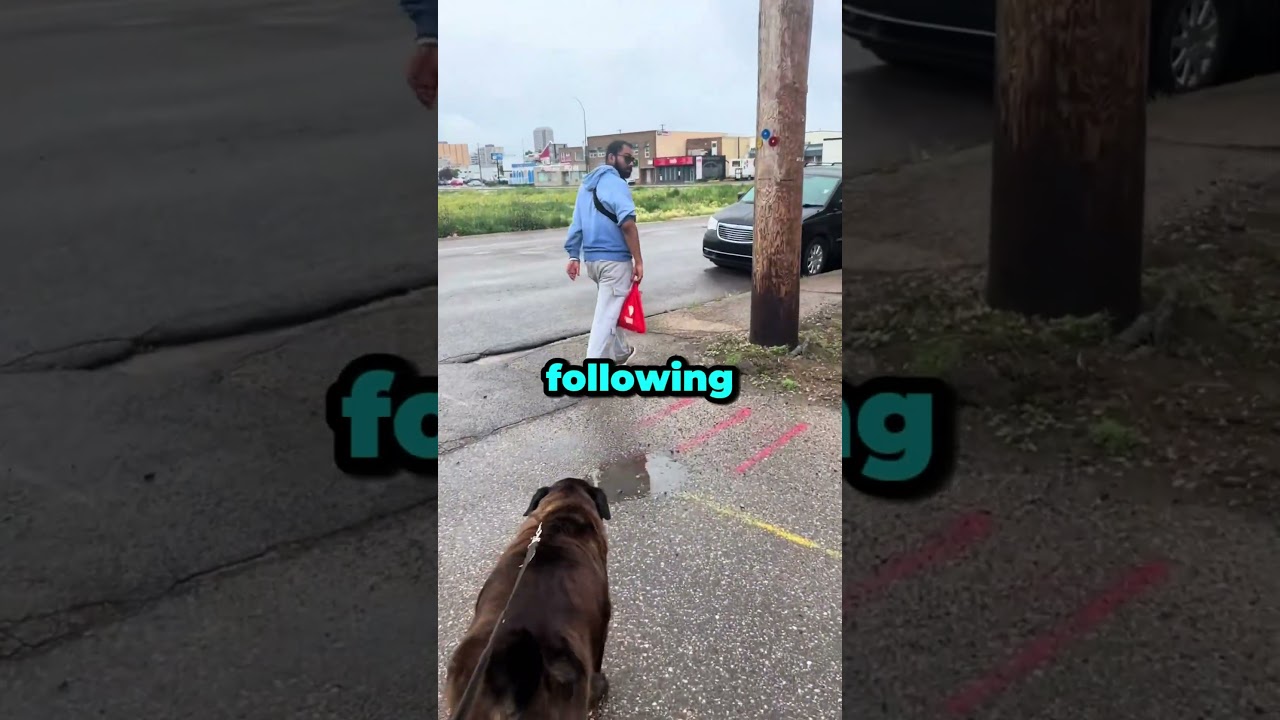 Dog Senses Danger and Saves the Day! (@carcrazydadoftwins) - Published by Beggydone