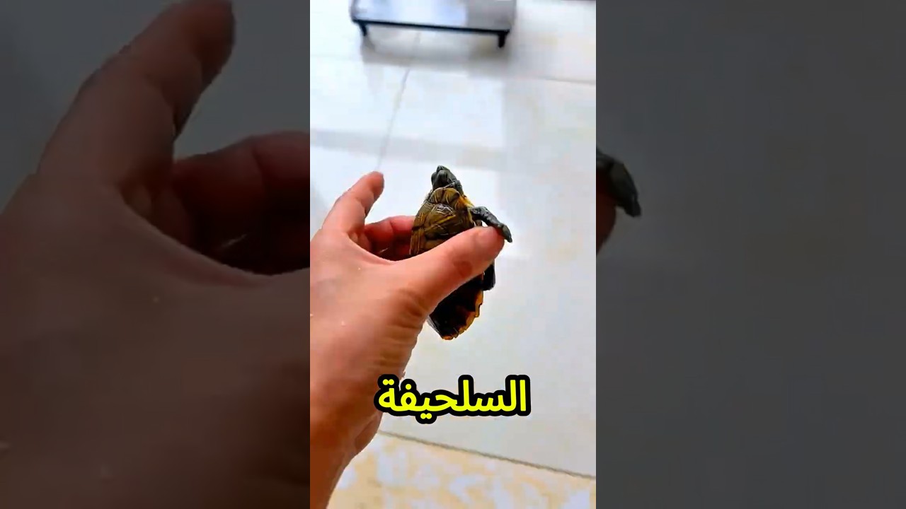 ينهر السمكة خرجت بره…أنا هرجعها في الحوض😨🐟💥