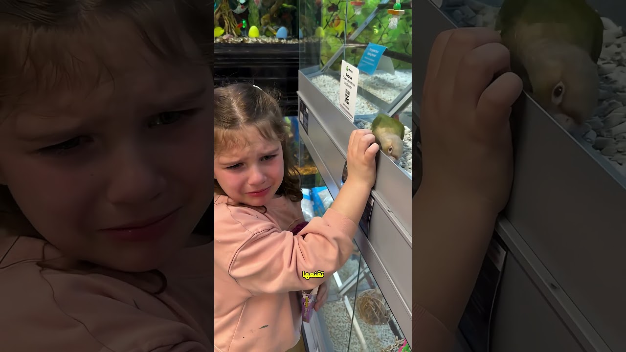 البنت لقت عصفور شبه عصفورها الأليف 🐦