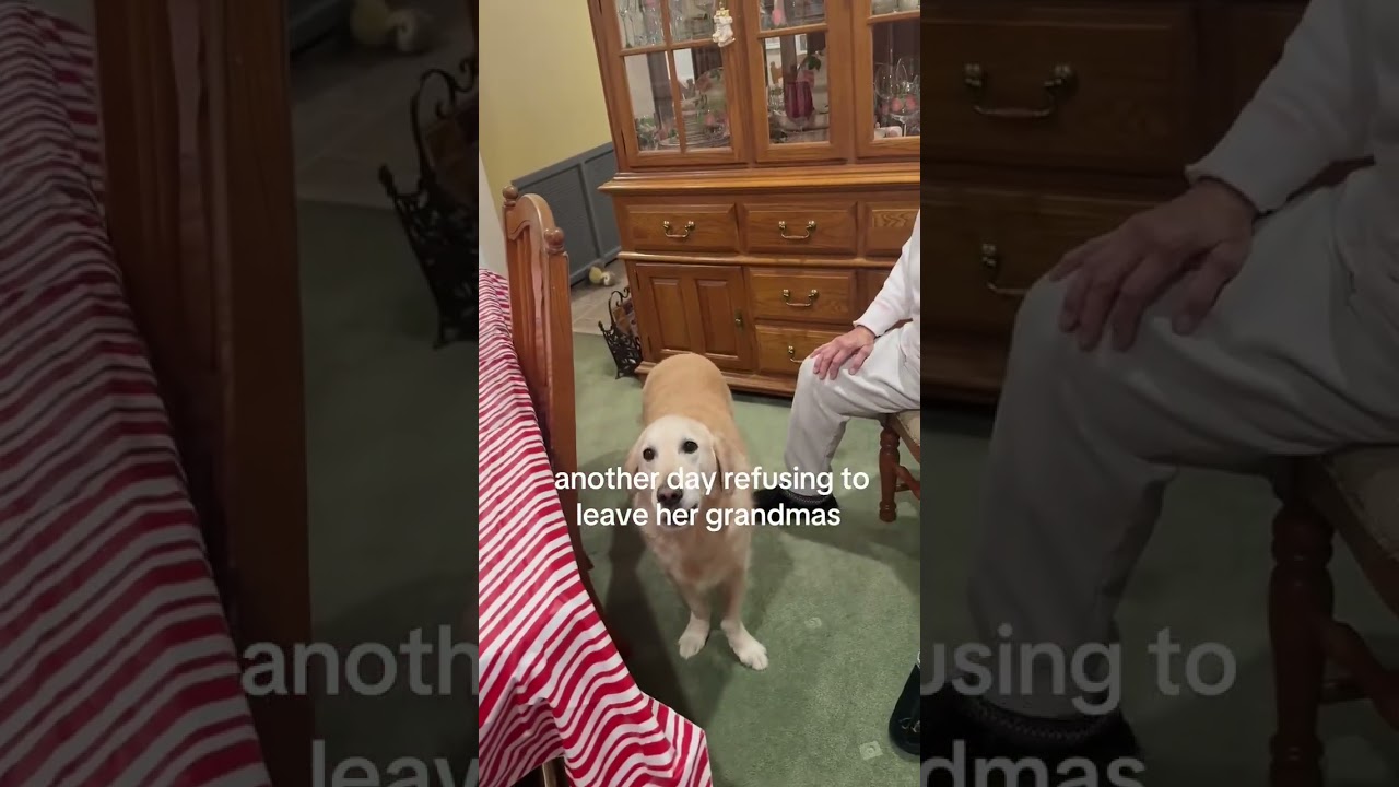 Grandma’s spoiling their Dogs